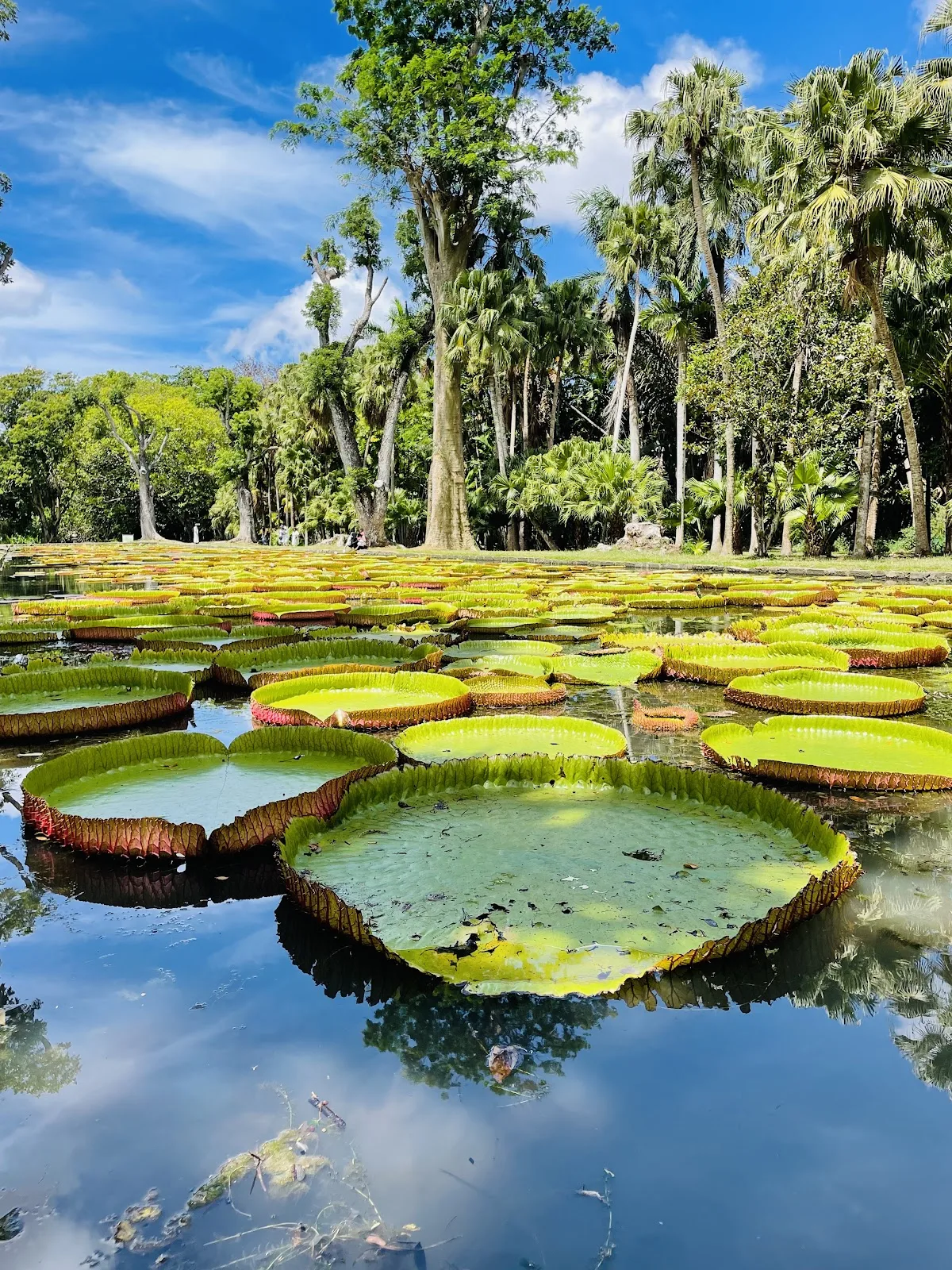 Le Jardin de Pamplemousses